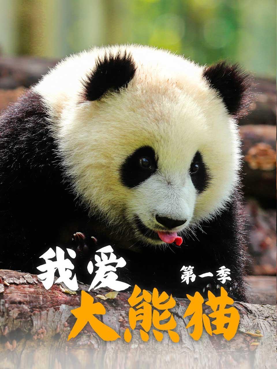 我爱大熊猫1