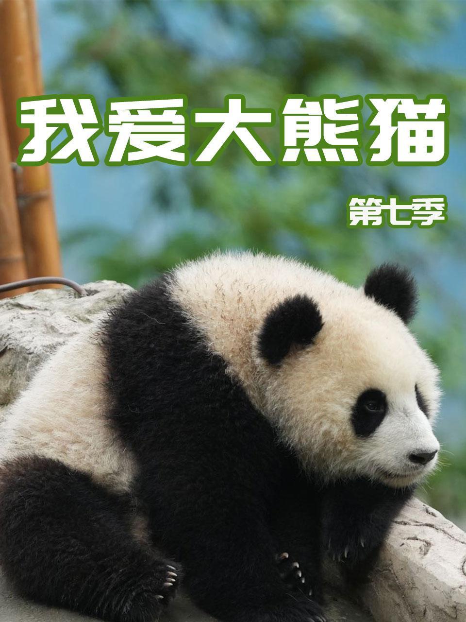 我爱大熊猫7